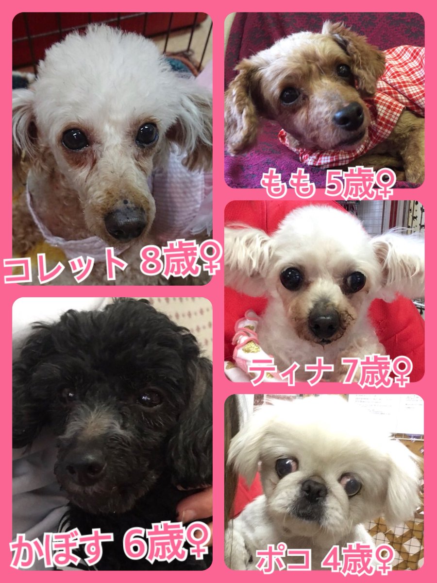 🐾今日の里親様募集中ワンコ🐶メンバーです🐾2019,4,30